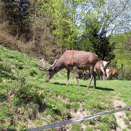 Birkenhain Stolberg (Harz) Exterior foto