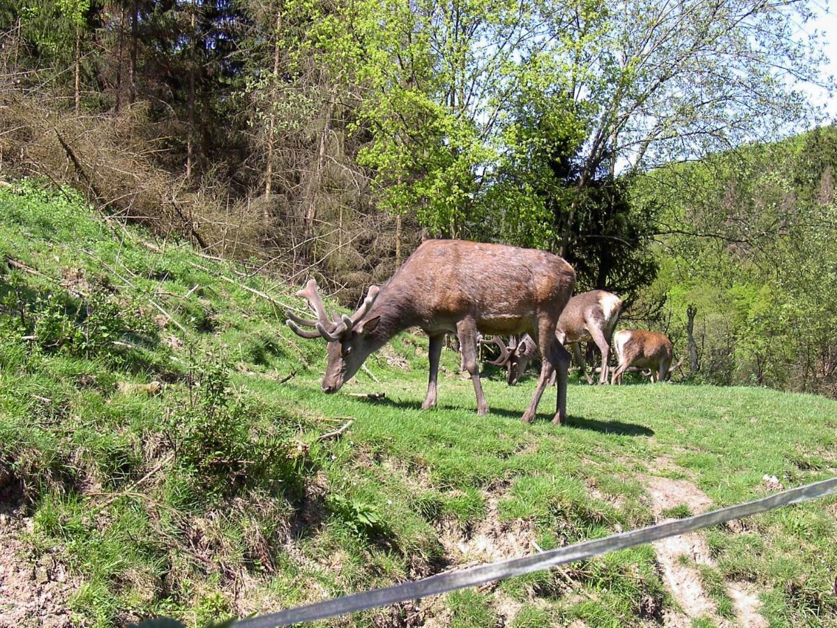 Birkenhain Stolberg (Harz) Exterior foto